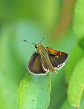 Tawny-edged Skipper 
male